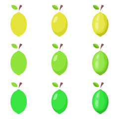 A vector drawn lemon and lime illustration with various colors and amount of details