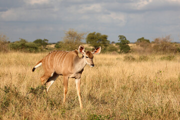 Großer Kudu / Greater kudu / Tragelaphus strepsiceros..........Großer Kudu / Greater kudu / Tragelaphus strepsiceros.
