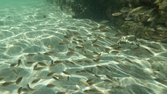 A flock of small fish swim in search of food