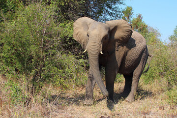 Obraz premium Afrikanischer Elefant / African elephant / Loxodonta africana