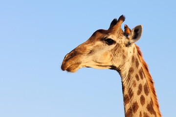 Naklejka premium Giraffe und Gelbschnabel-Madenhacker / Giraffe and Yellow-billed oxpecker / Giraffa Camelopardalis et Buphagus africanus