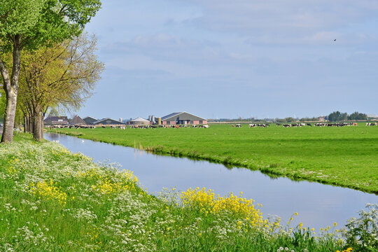 Edam, Netherlands - may 22 2022 : landscape