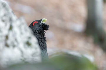 The king of grouse family, the Western capercaillie male (Tetrao urogallus)