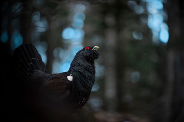 At dusk. the Western capercaillie male (Tetrao urogallus)