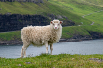 Ein weißes Schaf steht auf einer Wiese vor einem Fjord auf den Färöer Inseln