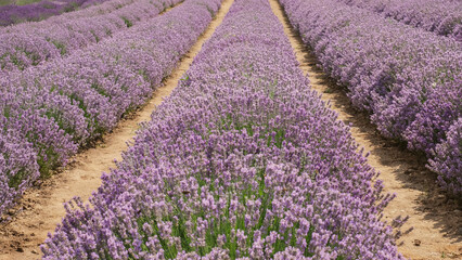 Obraz na płótnie Canvas Beautiful close - up of lavender field. Blurry. Lavender field in sunny day. Blooming lavender fields. Excellent image for banners and advertisements. Background.