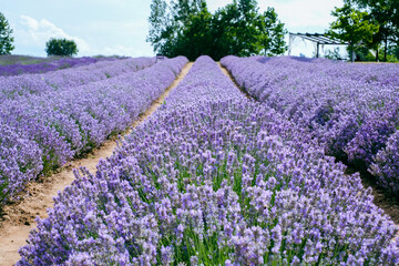 Naklejka na ściany i meble Beautiful landscape of lavender field. Lavender field in sunny day. Blooming lavender fields. Trees and sky in background. Excellent image for banners and advertisements.