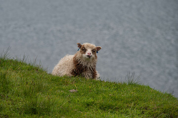 Braun geschecktes kleines Schaf liegt auf einer Wiese