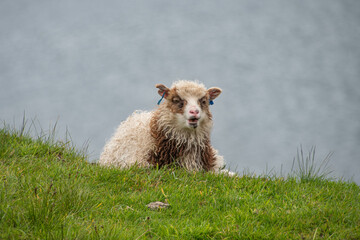 Braun geschecktes kleines Schaf liegt auf einer Wiese