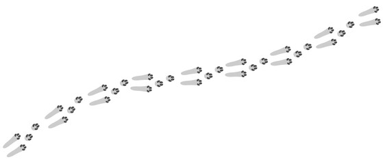 Hare Footprints Concept Cute Rabbit