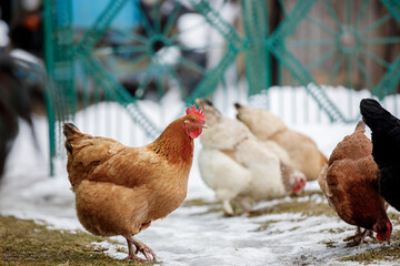 Chicken farm. Rural chicken farm stable with lots of chickens walking outdoors on a winter day. Beautiful laying hens in the winter in the yard