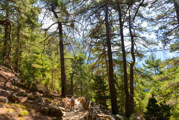 Wanderweg durch die Samaria-Schlucht   in Kreta/Griechenland