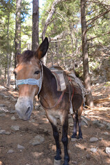 Esel im Nationalpark Samaria-Schlucht  in Kreta/Griechenland