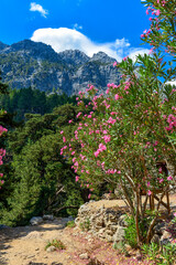 Oleanderblüte in der Samaria-Schlucht in Kreta/Griechenland