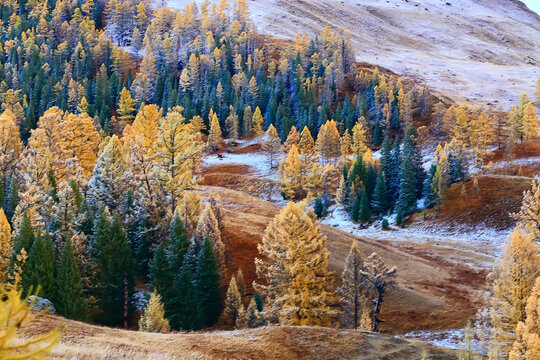 scenery yellow larch beautiful autumn forest, ecology climate change