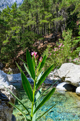 Samaria-Schlucht in Kreta/Griechenland