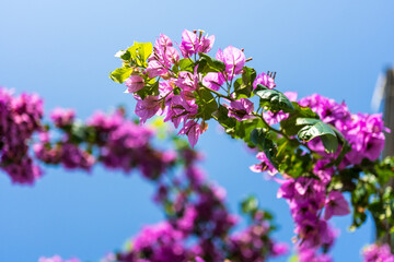 Colorful Begonville flowers in sunny day on Yenikoy village street.