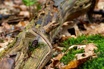 Close-up of green moss and hard wood in a forest. Focused object with faded background.