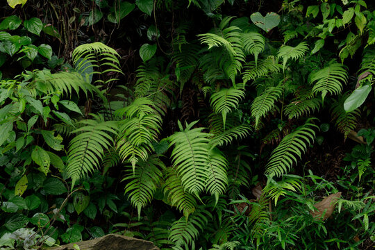 Fern leaves in the forest