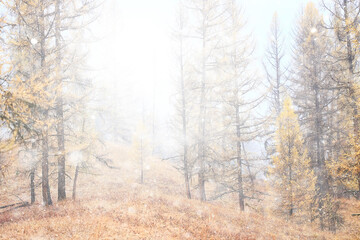 Autumn forest frost snow Altai landscape beautiful nature