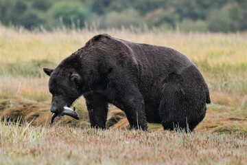 Ein großer Grizzly Bär mit einem gefangenen Fisch - Alaska
