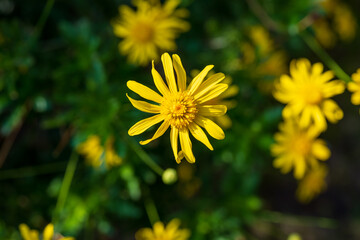 yellow flowers in the garden