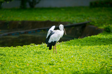 The stork on the green grass