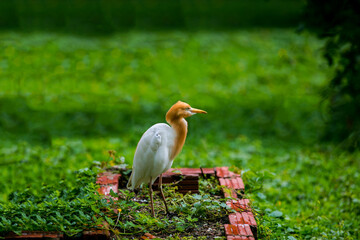 Cute little stork