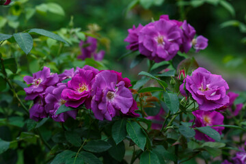 Obraz premium Beautiful purple rose sort Rhapsody in blue