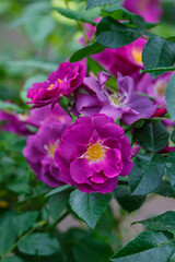 Obraz premium Beautiful purple rose sort Rhapsody in blue