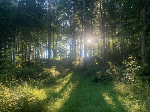 Sun Rays Through The Woods At Hilton Park, Co. Monaghan, Ireland