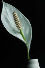 Blume in schwarz © Sascha