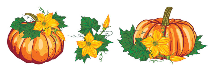 autumn set of orange pumpkins with green leaves and yellow flowers composition. botanical vector illustration
