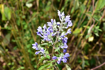 Bees looking for Nectar for the winter.