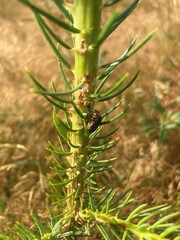 Pine weevil feeding on sitka spruce sapling - obrazy, fototapety, plakaty