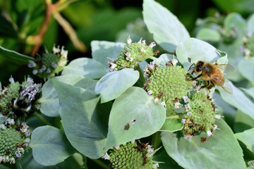 Bees looking for Nectar for the winter.