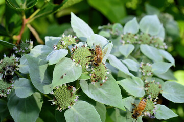 Bees looking for Nectar for the winter.