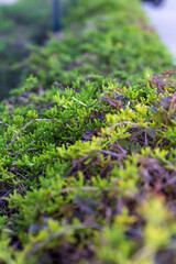 green moss on the stone