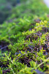 green moss on the ground