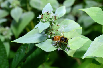 Bees looking for Nectar for the winter.
