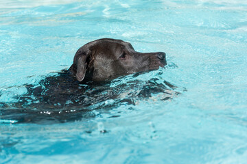 Blue nose Pit bull dog swimming in the pool. Dog plays with the ball while exercising and having fun. sunny day.