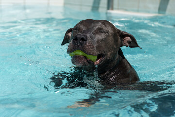 Blue nose Pit bull dog swimming in the pool. Dog plays with the ball while exercising and having fun. sunny day.