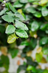 leaf background ,ficus pumila or climbing fig or nature background and rain drop