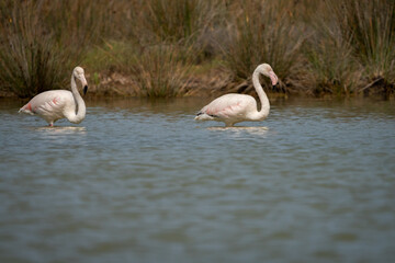 A pink flamingos (Phoenicopterus roseus) on the lake, lagoon, in the sunrise. In Sardinia, Sardegna, Italy. A beautiful moment of a flamingo at sunrise on lagoon. In summer, day, sunny day, afternoon.