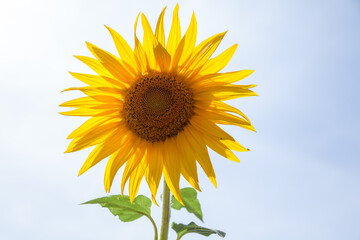 Sonnenblume