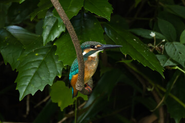 水路の脇の植え込みの枝にとまるカワセミ