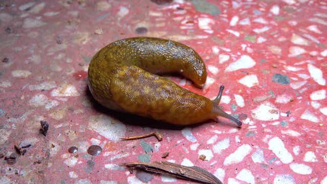 Slug, or land slug crawls at night after rain in search of food