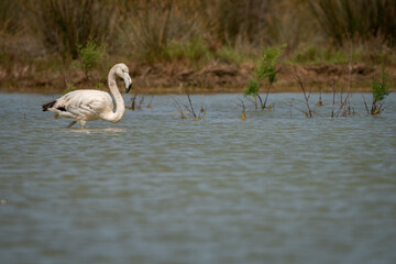 A pink flamingos (Phoenicopterus roseus) on the lake, lagoon, in the sunrise. In Sardinia, Sardegna, Italy. A beautiful moment of a flamingo at sunrise on lagoon. In summer, day, sunny day, afternoon.