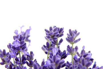 Fototapeta na wymiar Lavender flowers closeup isolated on white