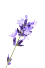 Fototapeta na wymiar Lavender flowers macro isolated on white